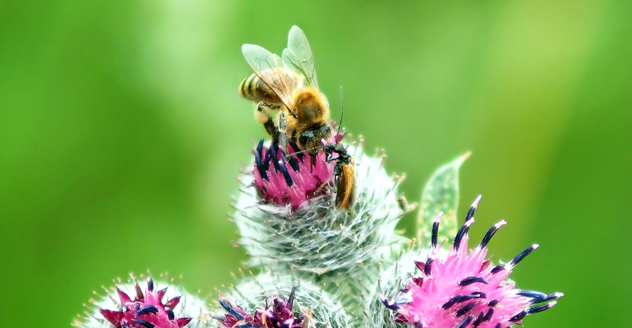 Znalezione obrazy dla zapytania 8 sierpnia wielki dzien pszczol