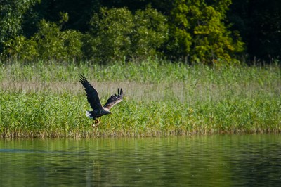Monitoring ptaków na jeziorze Wigry 